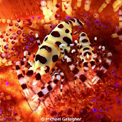 A pair of Coleman Shrimp happily sitting on a fire urchin... by Michael Gallagher 
